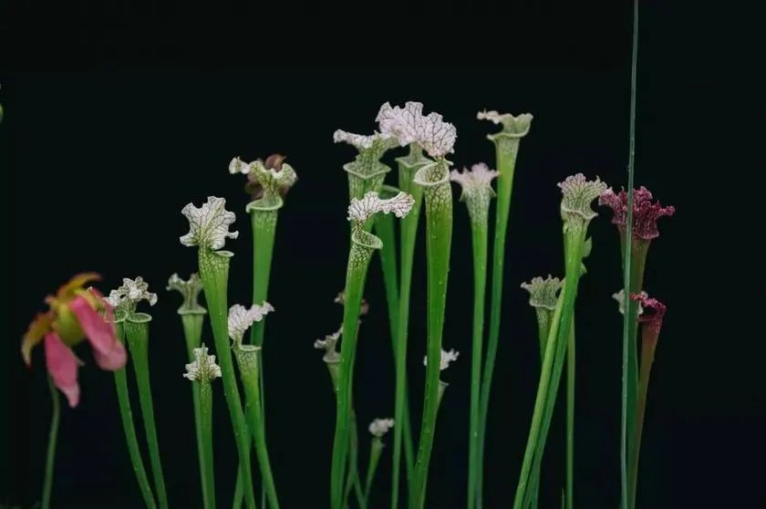 這般藝術(shù)花藝展覽活動滿滿春天的味道，輕快和活力無極限 - 第111張