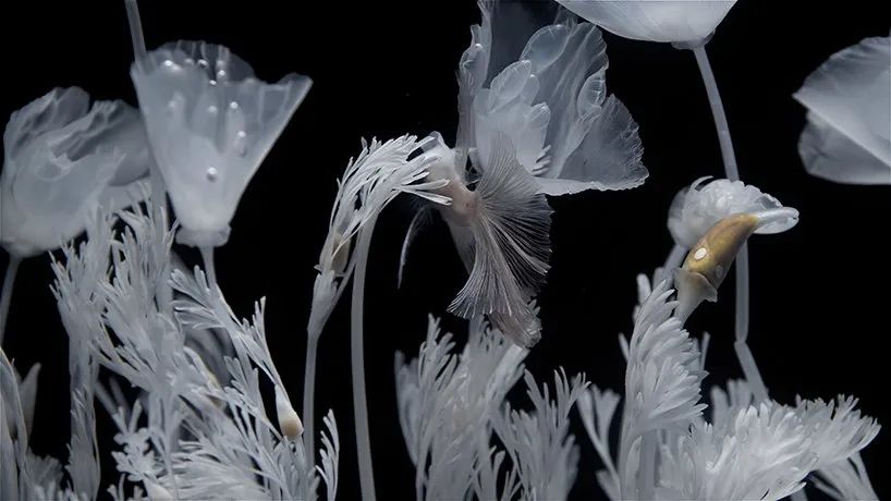 日本藝術(shù)家新作展覽活動(dòng)推出的水上花園，透明的花令人難以置信
