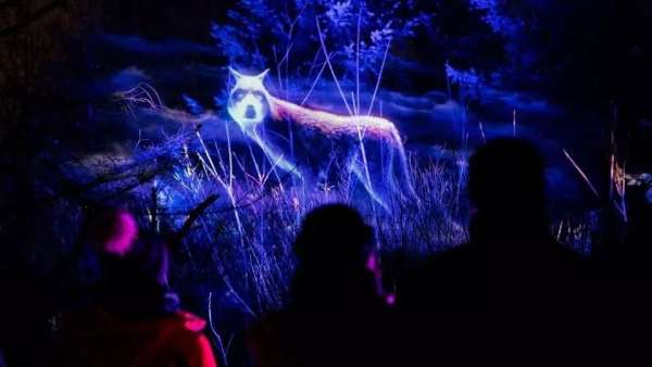 看，白雪季節(jié)的燈光秀活動策劃的主角是一群夜行動物，真美