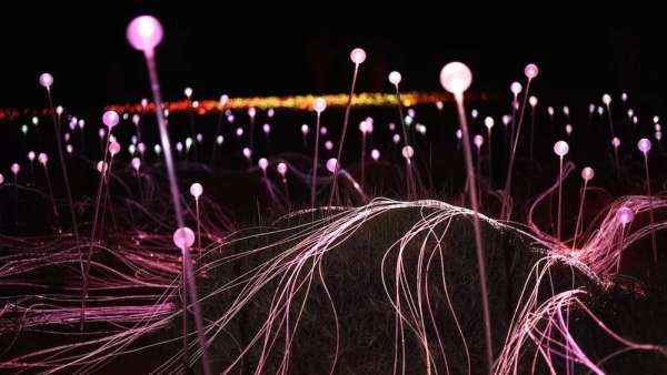 原野上的一場沉浸式燈光秀活動(dòng)仿佛夜空中花朵般怒放