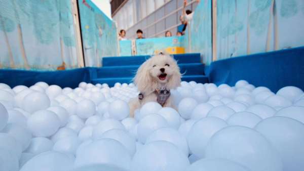 萌寵嘉年華會展活動上歡聲一片，萌寵們更是釋放了束縛放開玩