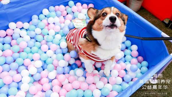 魔都寵物嘉年華活動策劃，各大萌寵治愈力真的超級MAX！