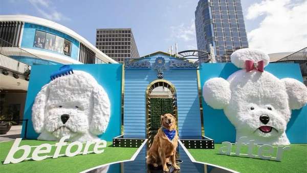 「完美狗狗」節(jié)目宣傳活動策劃還能為寵物錄制T臺視頻秀